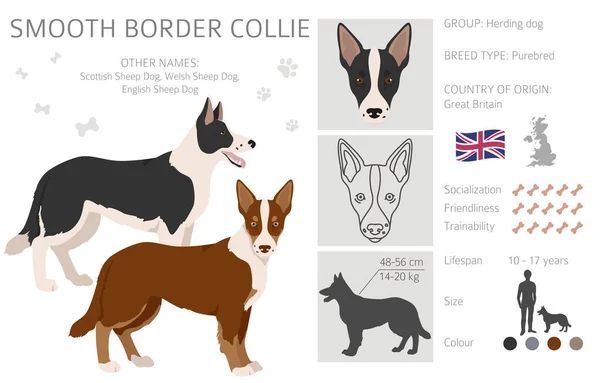 Smooth Border Collie Clipart Different Poses Coat Colors Set Vector — Διανυσματικό Αρχείο