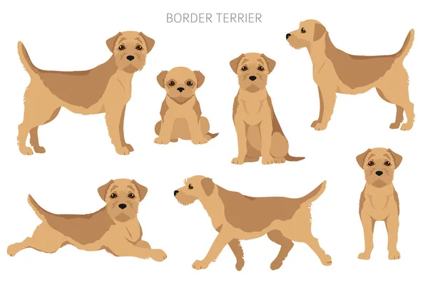 Border Terrier Clipart Different Coat Colors Poses Set Vector Illustration — Stock vektor