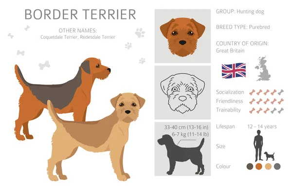 Border Terrier Clipart Different Coat Colors Poses Set Vector Illustration - Stok Vektor