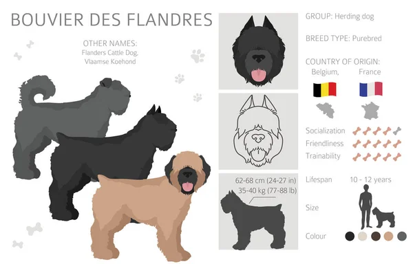 Bouvier Des Flandres Clipart Different Coat Colors Poses Set Vector — ストックベクタ