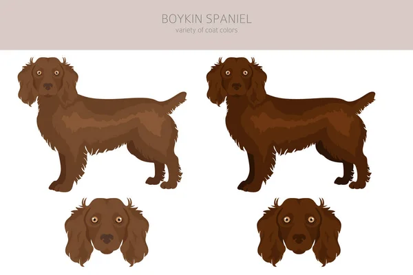 Boykin Spaniel Clipart Different Coat Colors Poses Set Vector Illustration — 스톡 벡터