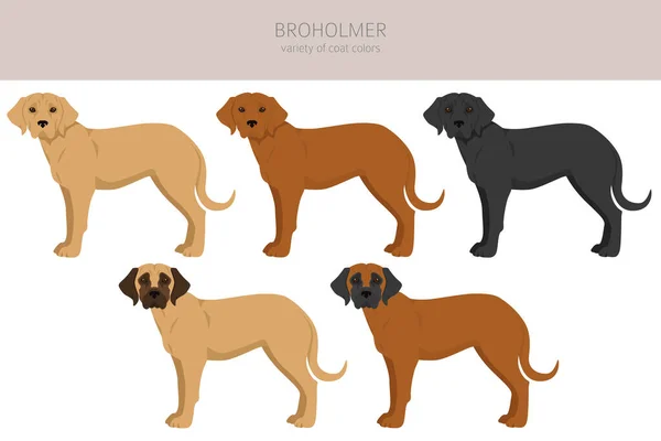 Broholmer Clipart Verschiedene Fellfarben Und Posen Gesetzt Vektorillustration — Stockvektor