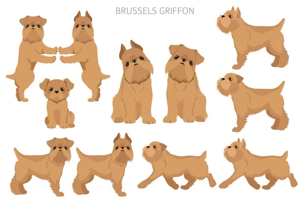 Brussels Griffon Clipart Different Coat Colors Poses Set Vector Illustration — ストックベクタ