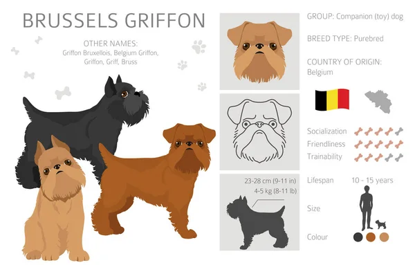 Brussels Griffon Clipart Different Coat Colors Poses Set Vector Illustration — Stock vektor