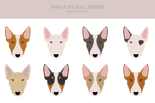 Miniatuur Bull Terrier Clipart Verschillende Houdingen Jas Kleuren Set Vectorillustratie — Stockvector