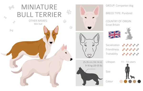 Miniatuur Bull Terrier Clipart Verschillende Houdingen Jas Kleuren Set Vectorillustratie — Stockvector