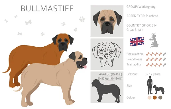 Bullmastiff Clipart Different Coat Colors Poses Set Vector Illustration - Stok Vektor