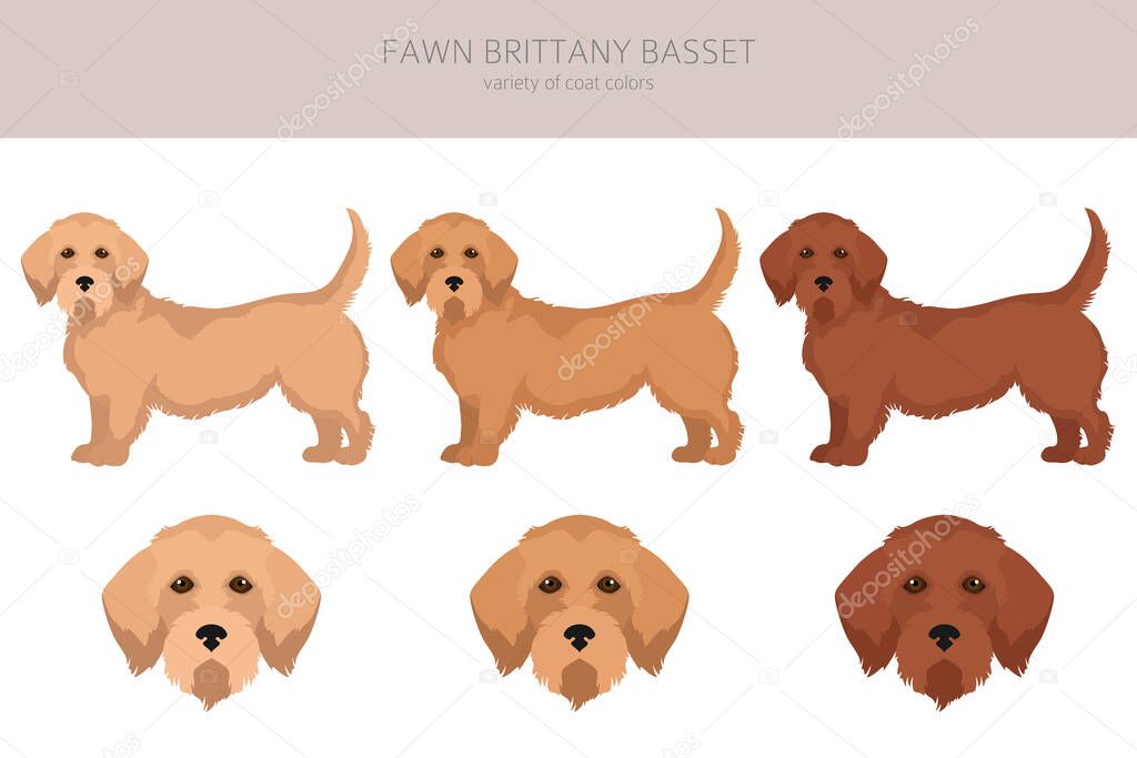 Fawn brittany basset clipart. Basset fauve de bretagne. Different coat colors and poses set.  Vector illustration