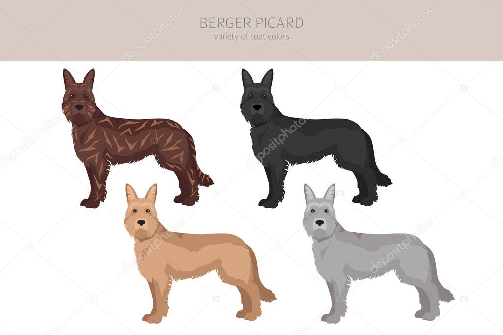 Berger picard clipart. Different coat colors and poses set.  Vector illustration