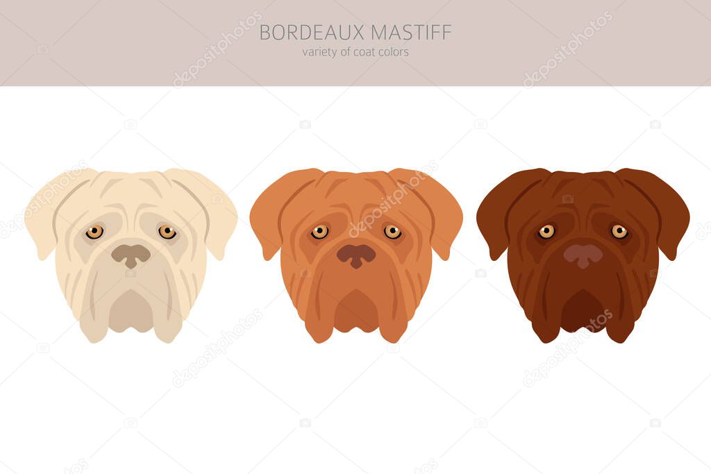 Bordeaux mastiff clipart. Different coat colors and poses set.  Vector illustration