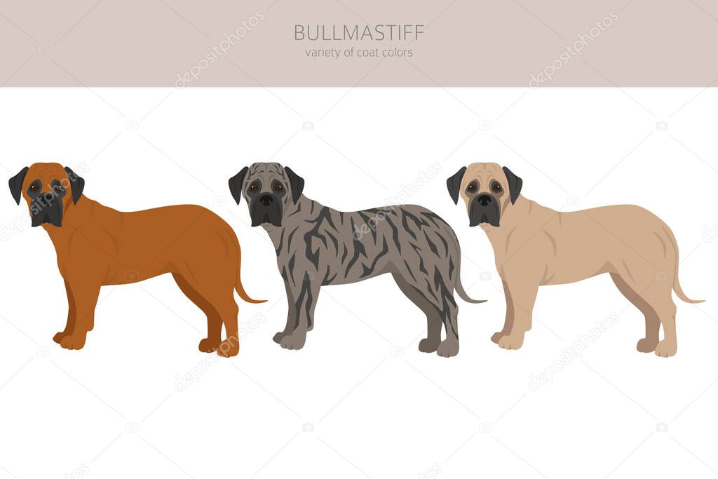 Bullmastiff clipart. Different coat colors and poses set.  Vector illustration