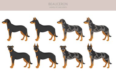 Beauceron clipart. Farklı ceket renkleri ve pozlar. Vektör illüstrasyonu