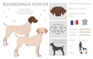 Burbonnais pointer clipart. Farklı ceket renkleri ve pozlar. Vektör illüstrasyonu