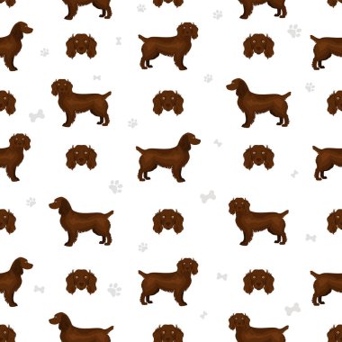 Boykin spaniel seamless pattern. Different coat colors and poses set.  Vector illustration clipart