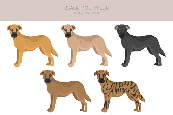 Black Mouth Cur Clipart Different Coat Colors Poses Set Vector — Stock Vector
