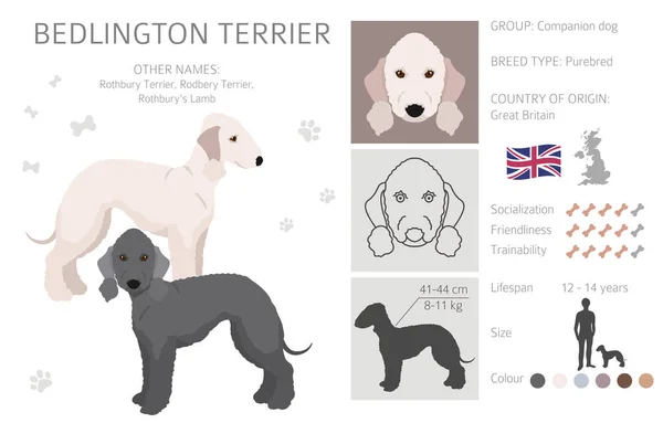 Bedlington Terrier Clipart Different Coat Colors Poses Set Vector Illustration — Stock Vector