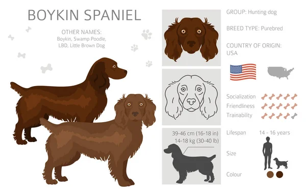 Boykin Spaniel Clipart Different Coat Colors Poses Set Vector Illustration — 스톡 벡터