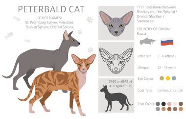 Peterbald cat, Russian Sphynx clipart. All coat colors set.  All cat breeds characteristics infographic. Vector illustration