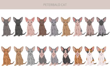 Peterbald cat, Russian Sphynx clipart. All coat colors set.  All cat breeds characteristics infographic. Vector illustration