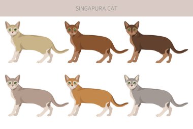 Singapura Cat clipart. All coat colors set.  All cat breeds characteristics infographic. Vector illustration