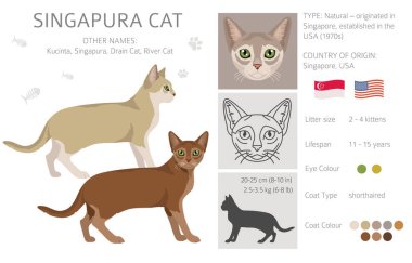 Singapura Cat clipart. All coat colors set.  All cat breeds characteristics infographic. Vector illustration