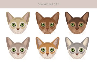 Singapura Cat clipart. All coat colors set.  All cat breeds characteristics infographic. Vector illustration
