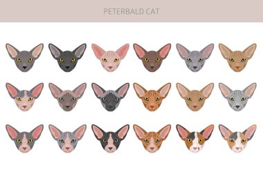 Peterbald cat, Russian Sphynx clipart. All coat colors set.  All cat breeds characteristics infographic. Vector illustration