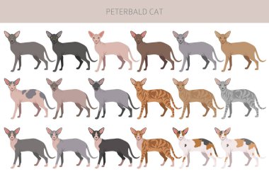 Peterbald cat, Russian Sphynx clipart. All coat colors set.  All cat breeds characteristics infographic. Vector illustration