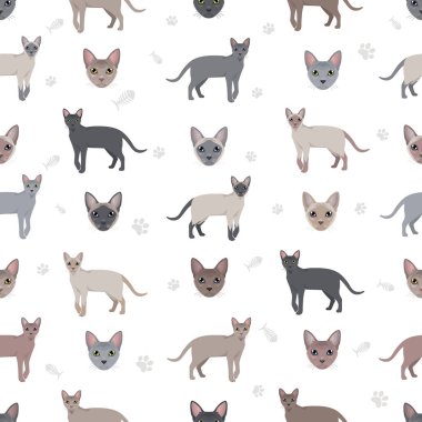 Thai Lilac Cat clipart. All coat colors set.  All cat breeds characteristics infographic. Vector illustration