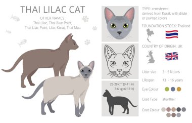 Thai Lilac Cat clipart. All coat colors set.  All cat breeds characteristics infographic. Vector illustration
