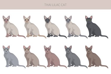 Thai Lilac Cat clipart. All coat colors set.  All cat breeds characteristics infographic. Vector illustration