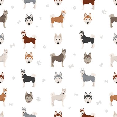 Siberpoo köpeği. Husky doodle klipsi. Sibirya köpekli kaniş karışımı. Farklı ceket renkleri. Vektör illüstrasyonu