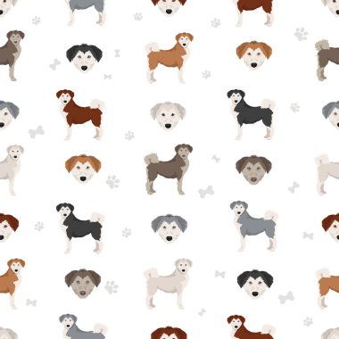 Siberpoo köpeği. Husky doodle klipsi. Sibirya köpekli kaniş karışımı. Farklı ceket renkleri. Vektör illüstrasyonu