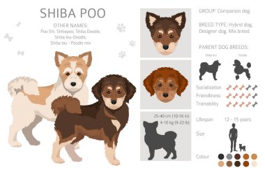 Shiba Poo (Poo Shi) klibi. Shiba Inu Kaniş karışımı. Farklı ceket renkleri. Vektör illüstrasyonu