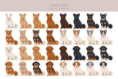 Shiba Poo (Poo Shi) klibi. Shiba Inu Kaniş karışımı. Farklı ceket renkleri. Vektör illüstrasyonu