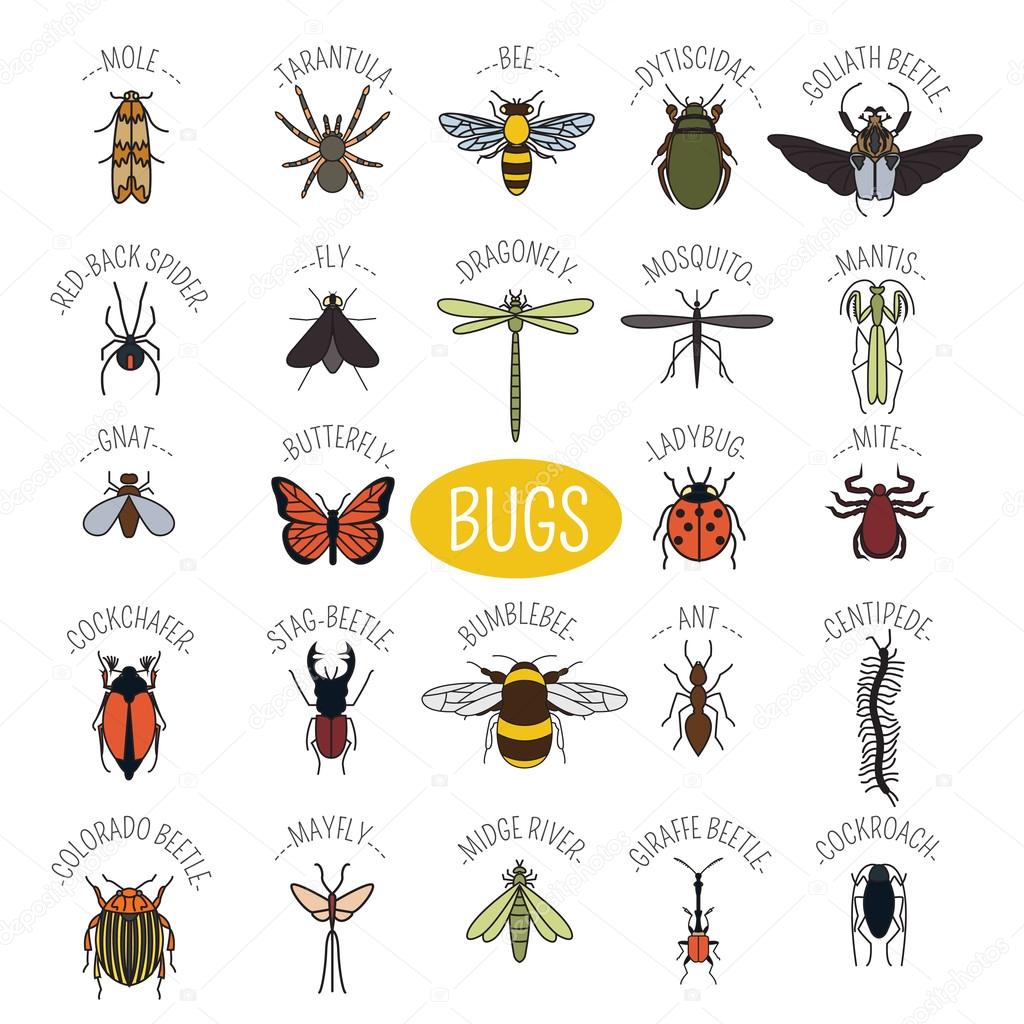 Insects icon flat style. 24 pieces in set. Colour version