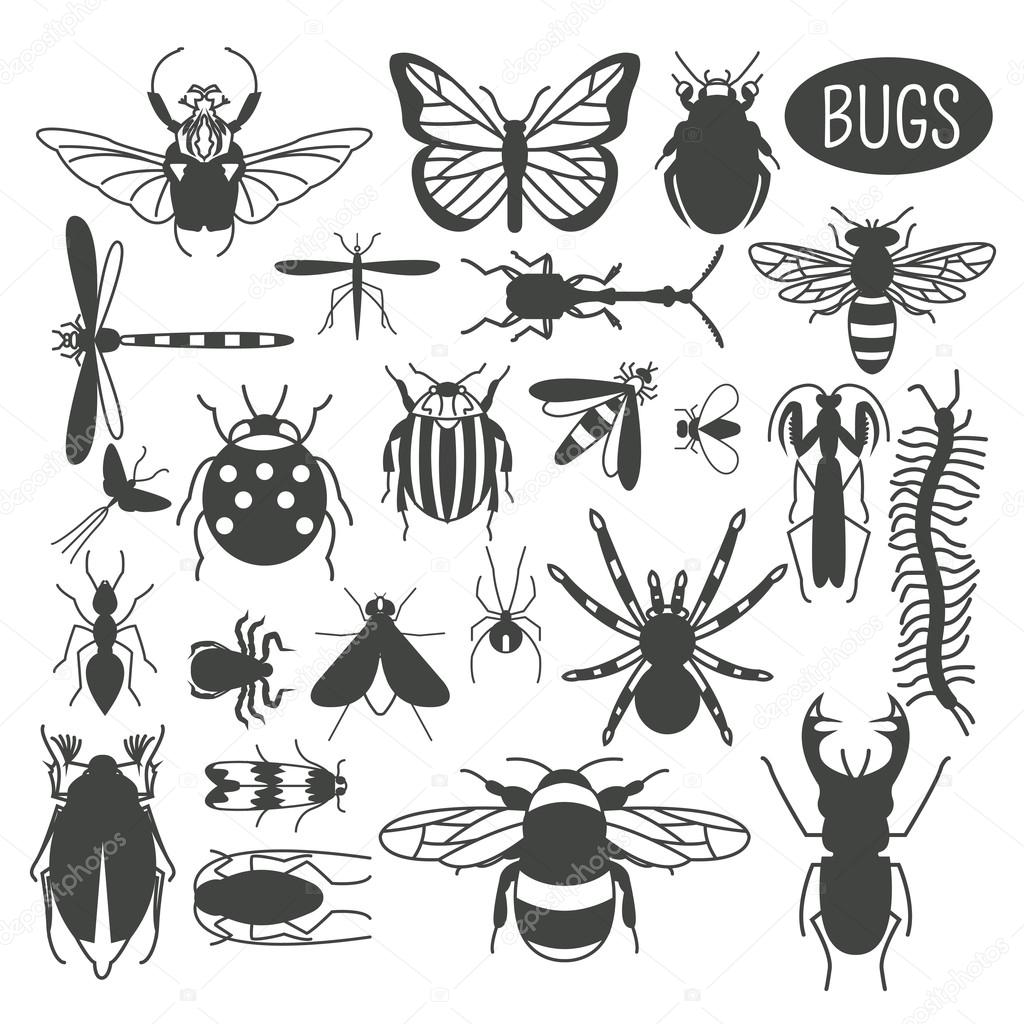 Insects icon flat style. 24 pieces in set. Colour version