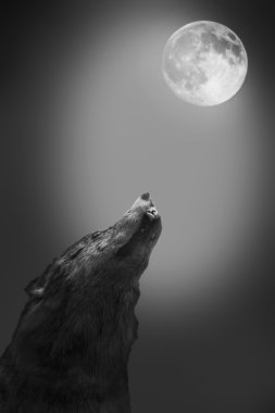 Wolf howls to the moon