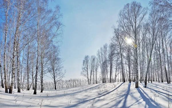Beautiful winter landscape with bright sun and shadows from tree on snow