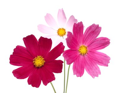 Beyaz arkaplanda çiçekler