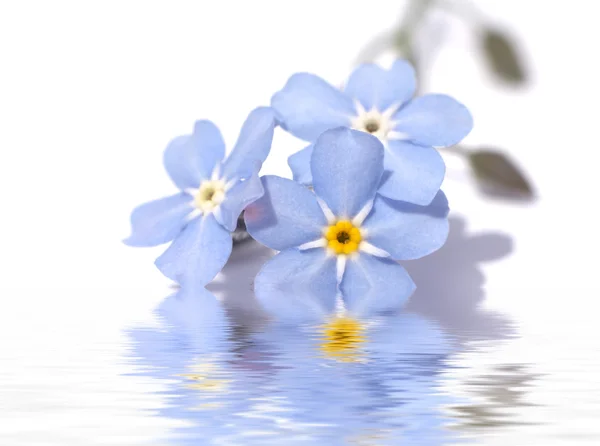 白色背景上的蓝色花朵 — 图库照片