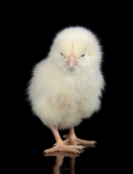 Pollito amarillo sobre fondo negro Imagen de stock