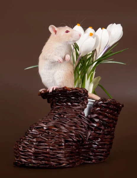 Domestic rat sniffs spring crocuses — Stock Photo, Image