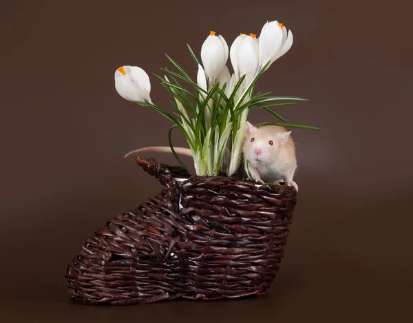 Domestic rat sniffs spring crocuses — Stock Photo, Image