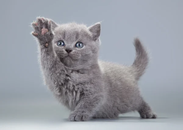 Blaues britisches Kätzchen auf grauem Hintergrund — Stockfoto