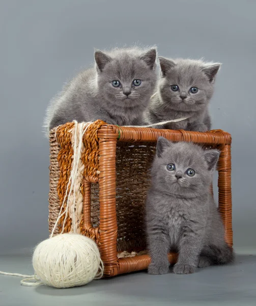 Gatinho britânico com uma bola de lã na cesta — Fotografia de Stock