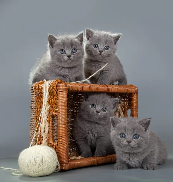 Gatinho britânico com uma bola de lã na cesta — Fotografia de Stock