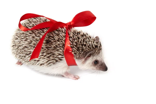 Little hedgehog as funny gift — Stock Photo, Image