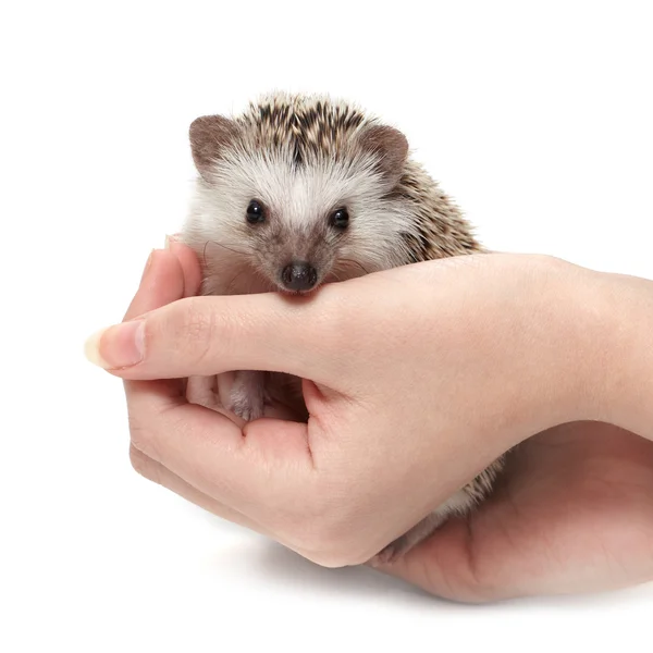 Handful of hedgehog — Stock Photo, Image