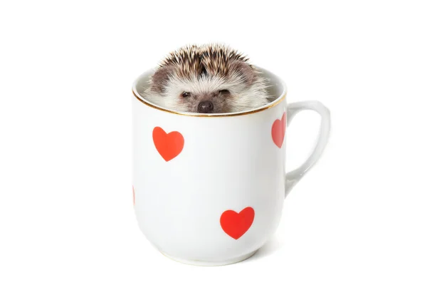 Hedgehog escondendo em uma xícara decorada com corações vermelhos — Fotografia de Stock